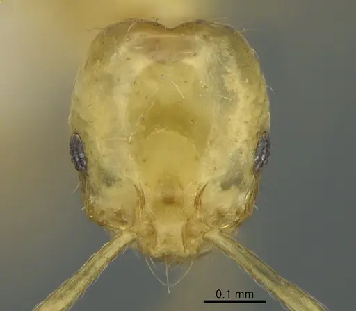Monomorium tanysum specimen