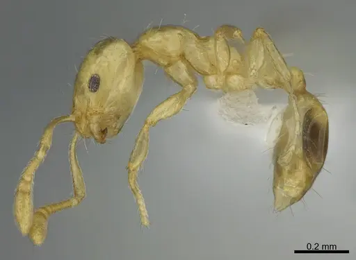 Monomorium tanysum specimen