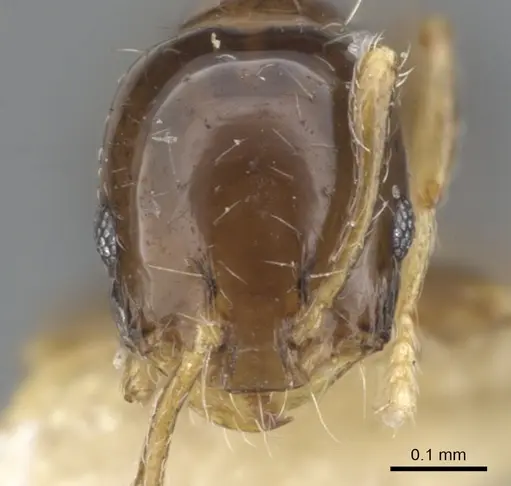 Monomorium tanysum - CASENT0902239