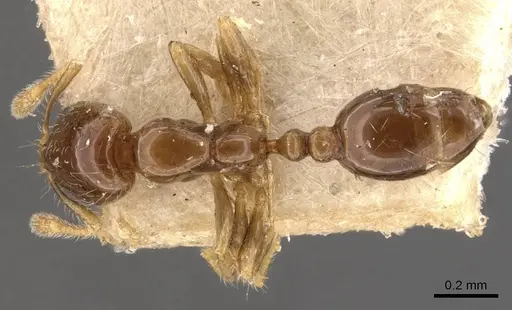 Monomorium taprobanae specimen