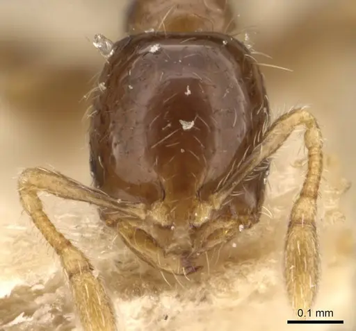 Monomorium taprobanae specimen