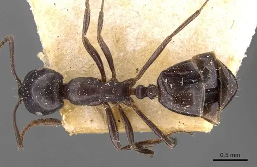 Monomorium tchelichofi specimen