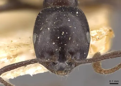 Monomorium tchelichofi specimen