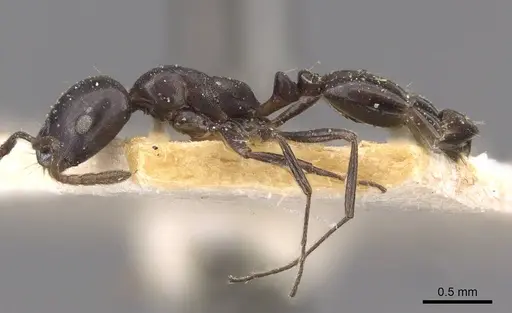 Monomorium tchelichofi specimen