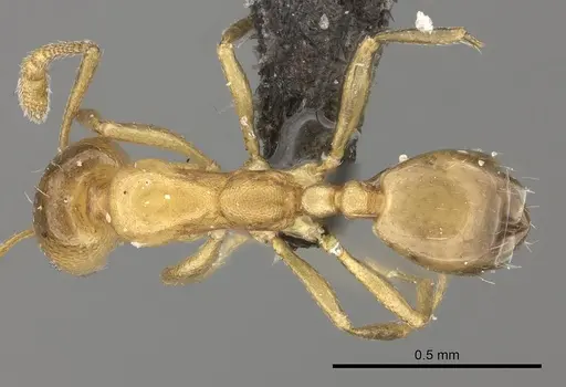 Monomorium termitarium specimen