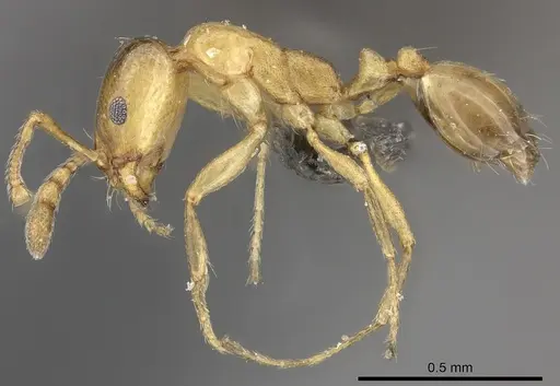 Monomorium termitarium specimen