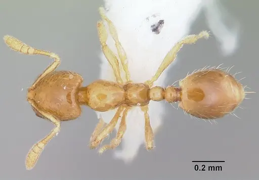 Monomorium termitobium specimen