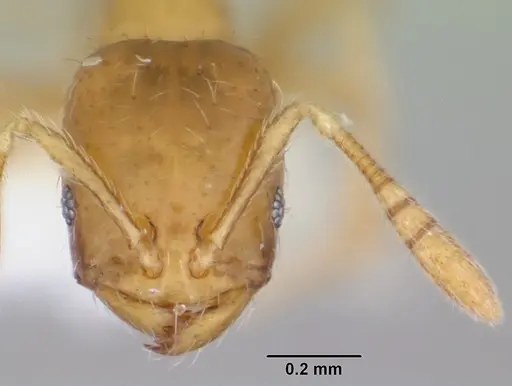 Monomorium termitobium specimen