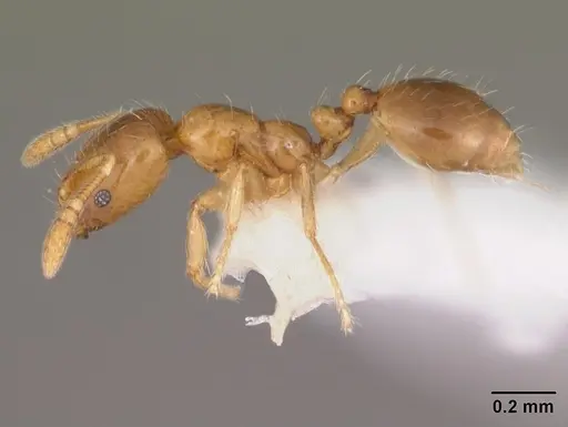 Monomorium termitobium specimen