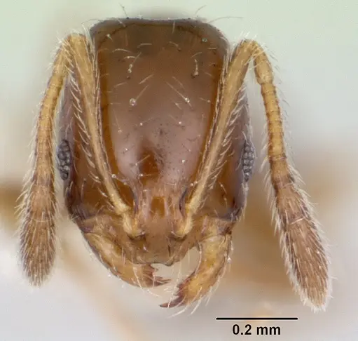 Monomorium termitobium - CASENT0003327