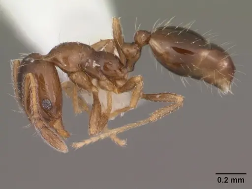 Monomorium termitobium - CASENT0003327