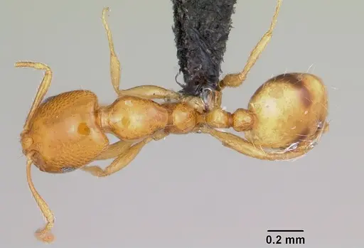 Monomorium termitobium - CASENT0003992