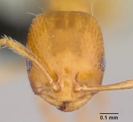 Monomorium termitobium - CASENT0003992