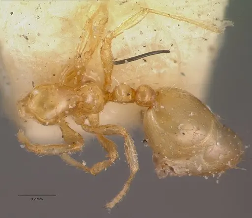 Monomorium termitobium - CASENT0010765