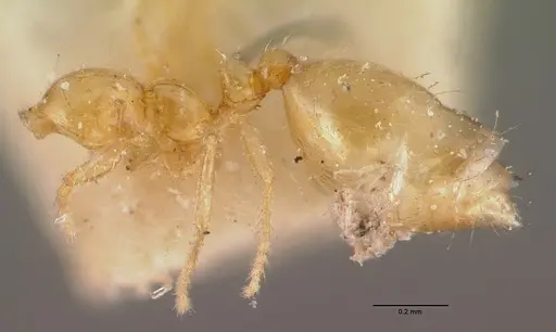 Monomorium termitobium - CASENT0010765