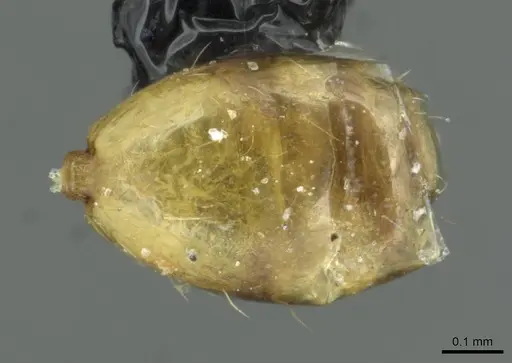 Monomorium termitobium - CASENT0010882