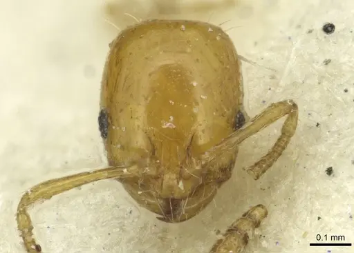 Monomorium termitobium - CASENT0010882