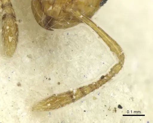 Monomorium termitobium - CASENT0010882