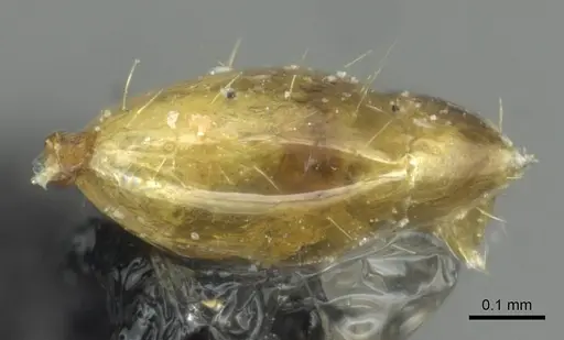 Monomorium termitobium - CASENT0010882