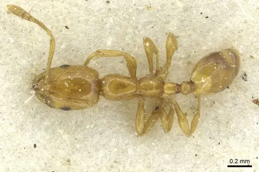 Monomorium termitobium - CASENT0010891