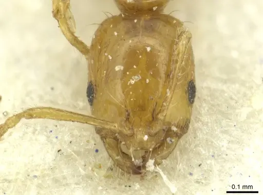 Monomorium termitobium - CASENT0010891