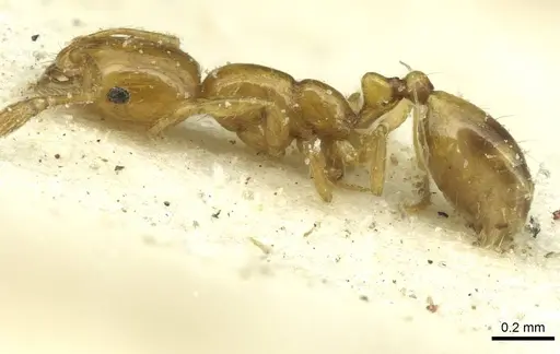 Monomorium termitobium - CASENT0010891