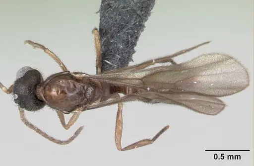 Monomorium termitobium - CASENT0049558