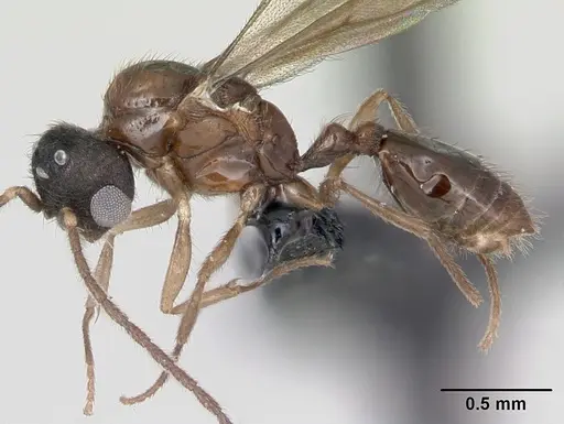 Monomorium termitobium - CASENT0049558