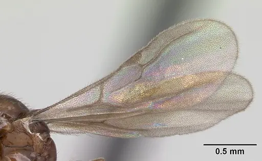 Monomorium termitobium - CASENT0049558