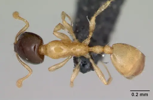 Monomorium termitobium - CASENT0052480