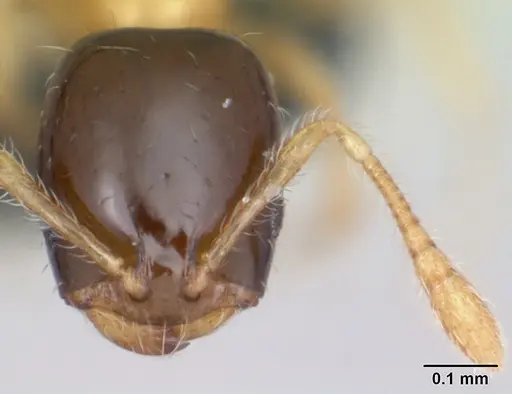 Monomorium termitobium - CASENT0052480