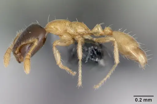 Monomorium termitobium - CASENT0052480