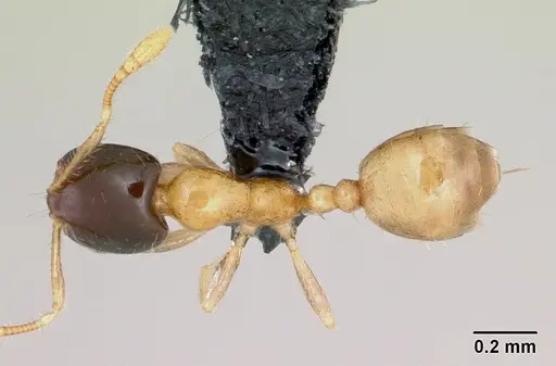 Monomorium termitobium - CASENT0076204