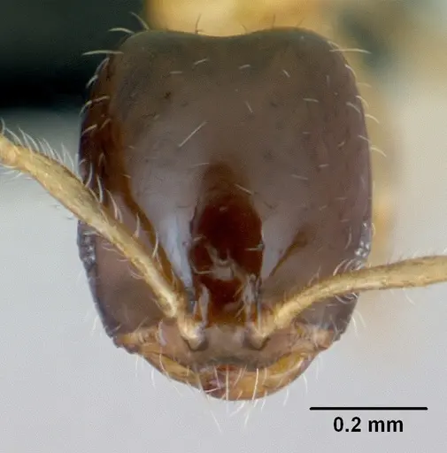 Monomorium termitobium - CASENT0076204