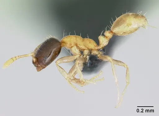 Monomorium termitobium - CASENT0076204