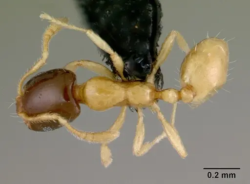Monomorium termitobium - CASENT0078587