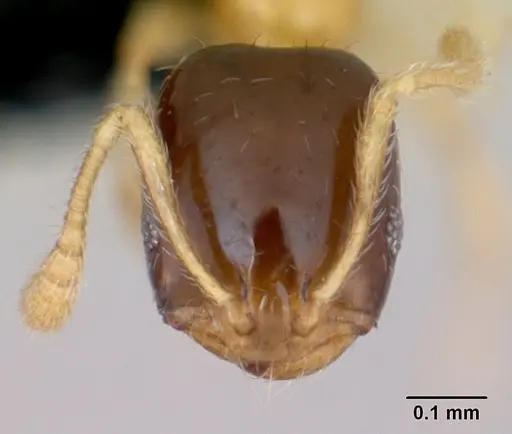 Monomorium termitobium - CASENT0078587