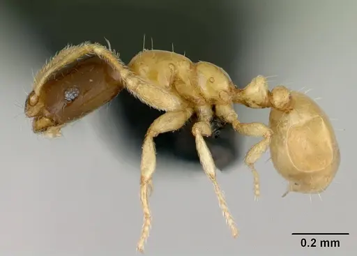 Monomorium termitobium - CASENT0078587