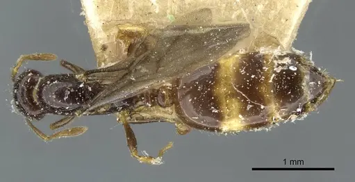 Monomorium termitobium - CASENT0101646