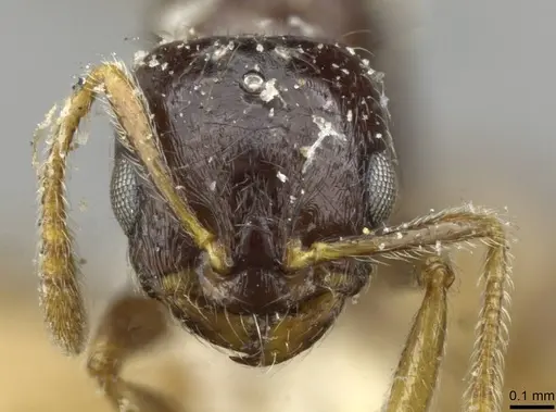 Monomorium termitobium - CASENT0101646