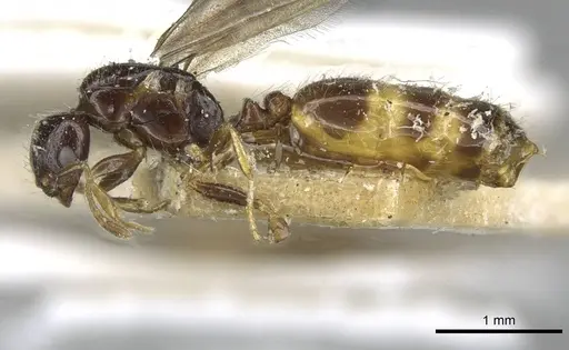 Monomorium termitobium - CASENT0101646