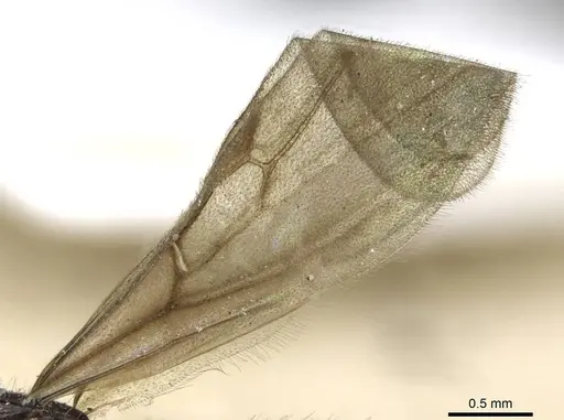 Monomorium termitobium - CASENT0101646