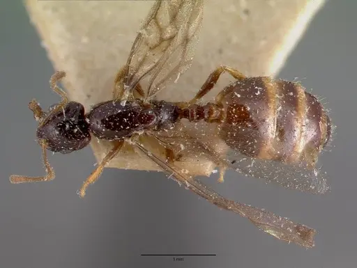 Monomorium termitobium - CASENT0101741