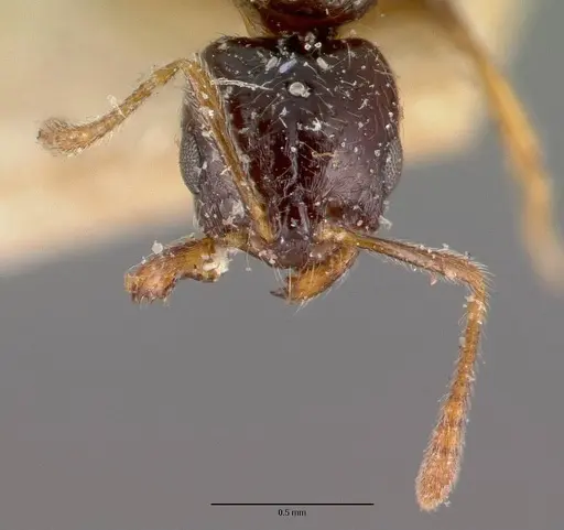 Monomorium termitobium - CASENT0101741