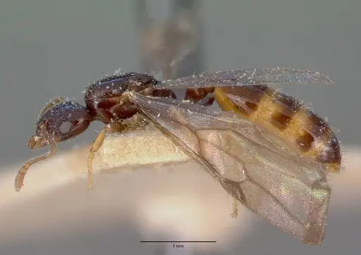 Monomorium termitobium - CASENT0101741