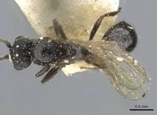 Monomorium termitobium - CASENT0101885
