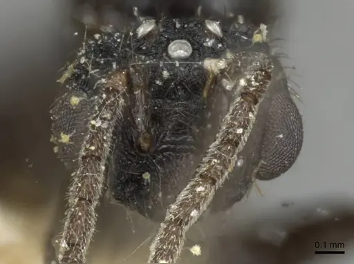 Monomorium termitobium - CASENT0101885