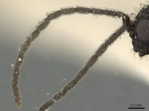 Monomorium termitobium - CASENT0101885