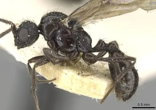 Monomorium termitobium - CASENT0101885