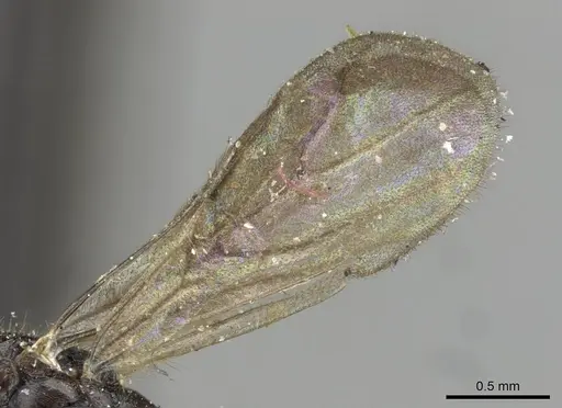 Monomorium termitobium - CASENT0101885
